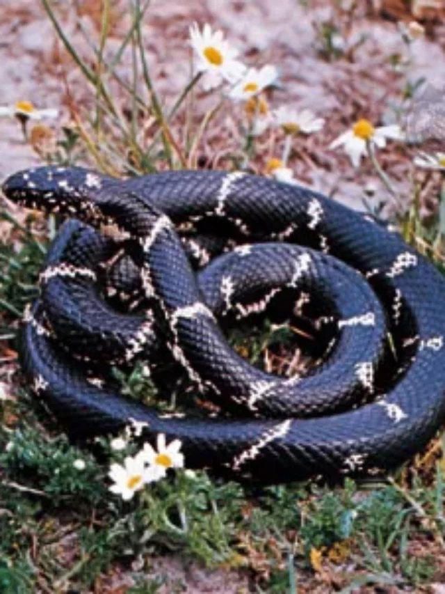 Discover the 8 Weirdest Snakes Found in the U.S.